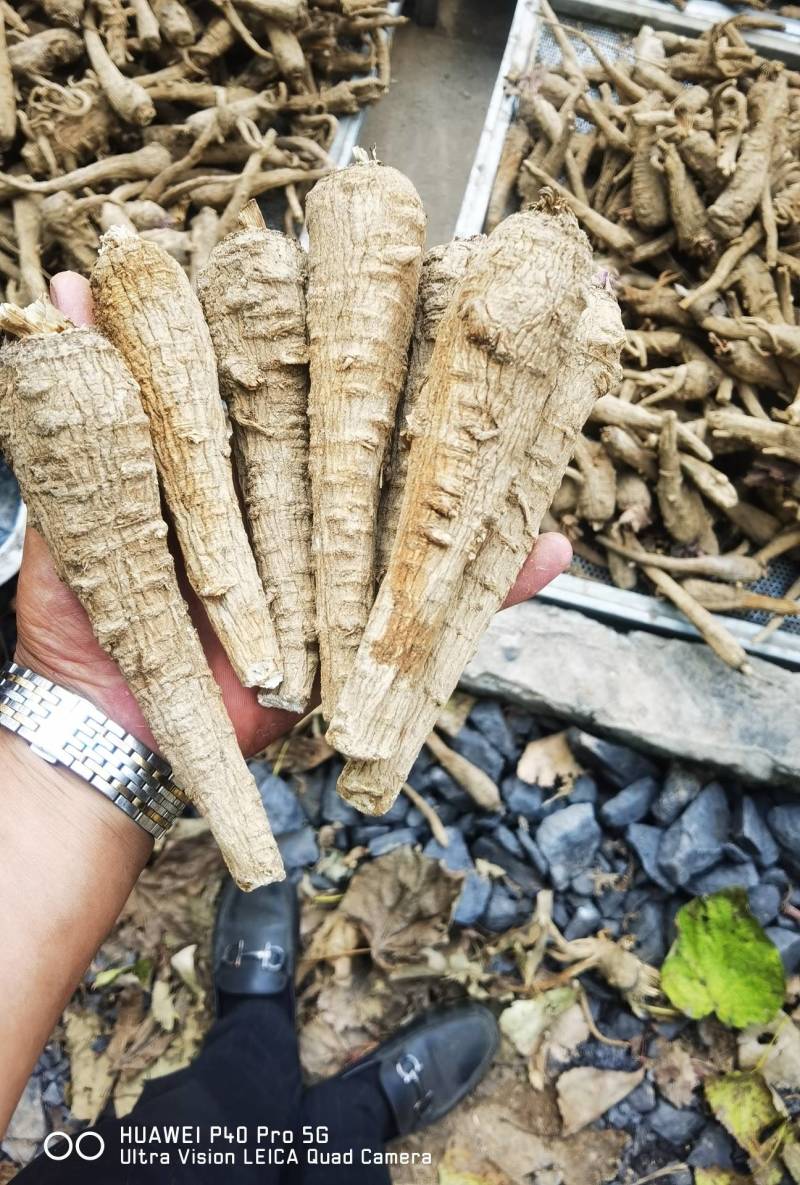 白芷培育基地优质货源提供技术指导签合同回收