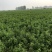 改良白术苗子改良白术芽子改良白术籽改良白术种子