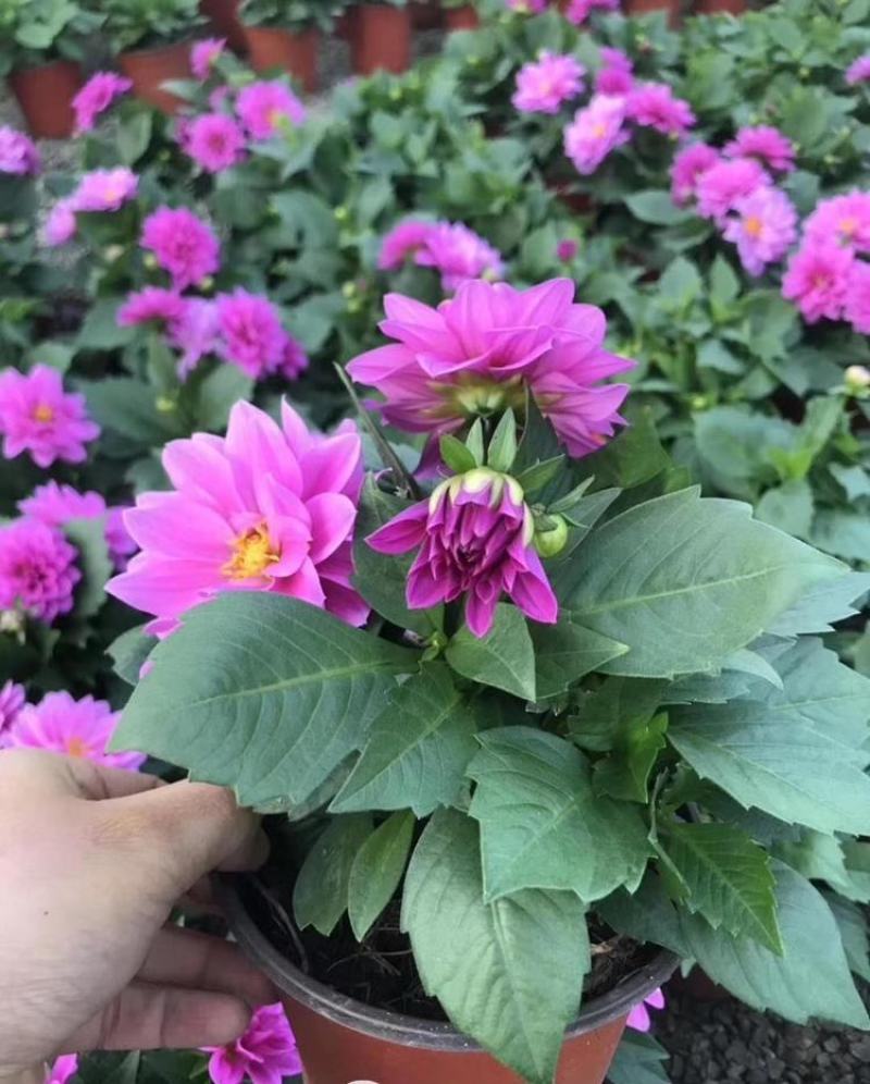 小丽花盆栽花苗带花矮苗大小丽菊室内外庭院植物好养的花开花
