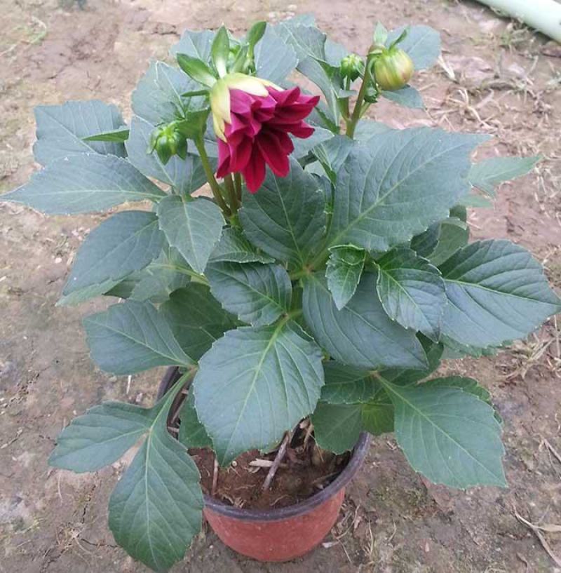 小丽花盆栽花苗带花矮苗大小丽菊室内外庭院植物好养的花开花