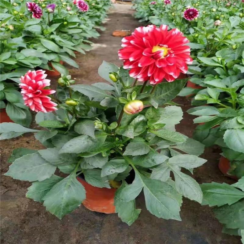小丽花盆栽花苗带花矮苗大小丽菊室内外庭院植物好养的花开花