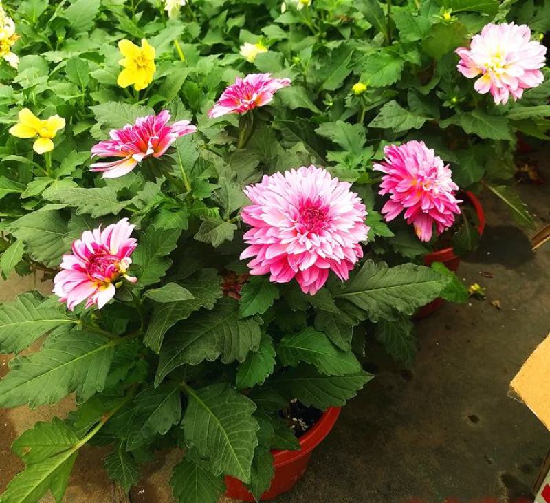 小丽花盆栽花苗带花矮苗大小丽菊室内外庭院植物好养的花开花