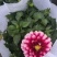 小丽花盆栽花苗带花矮苗大小丽菊室内外庭院植物好养的花开花