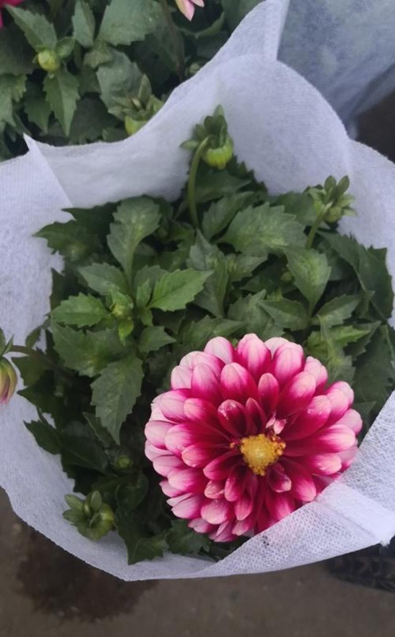 小丽花盆栽花苗带花矮苗大小丽菊室内外庭院植物好养的花开花
