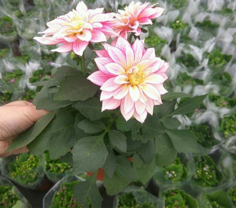 小丽花盆栽花苗带花矮苗大小丽菊室内外庭院植物好养的花开花