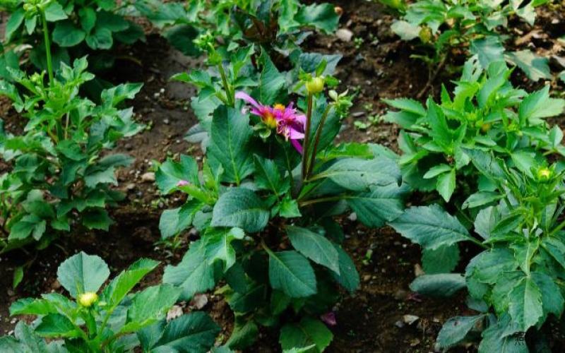 小丽花盆栽花苗带花矮苗大小丽菊室内外庭院植物好养的花开花