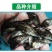 现货桂花鱼苗桂鱼苗淡水鱼苗鳜鱼苗路亚翘嘴鱼鳜鱼苗桂花斑