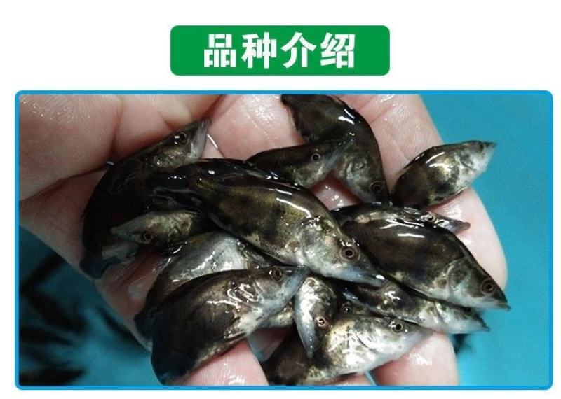 现货桂花鱼苗桂鱼苗淡水鱼苗鳜鱼苗路亚翘嘴鱼鳜鱼苗桂花斑