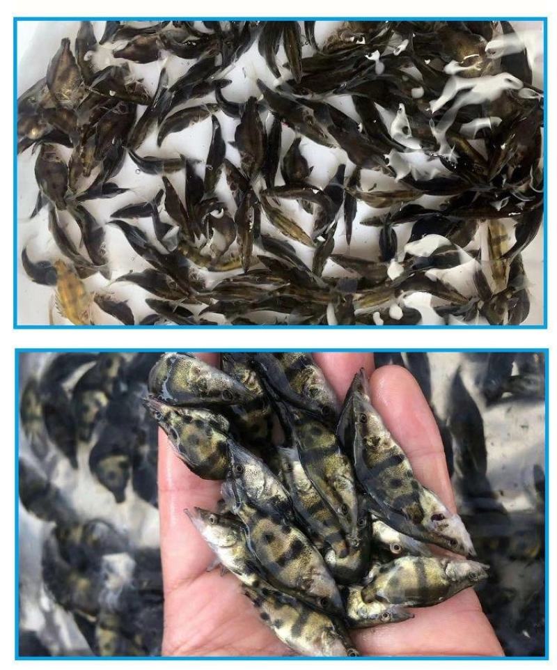 现货桂花鱼苗桂鱼苗淡水鱼苗鳜鱼苗路亚翘嘴鱼鳜鱼苗桂花斑