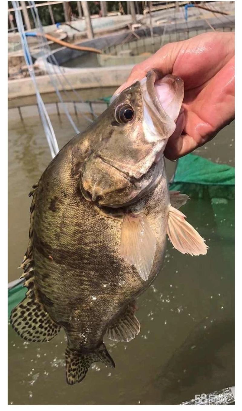 现货桂花鱼苗桂鱼苗淡水鱼苗鳜鱼苗路亚翘嘴鱼鳜鱼苗桂花斑