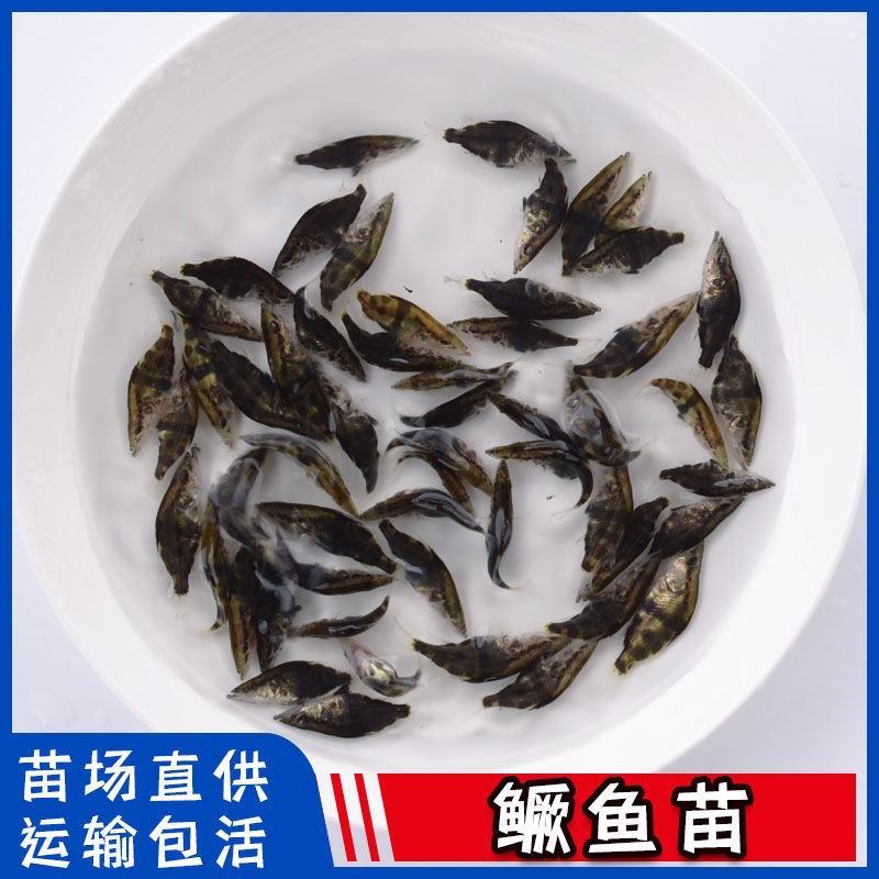 现货桂花鱼苗桂鱼苗淡水鱼苗鳜鱼苗路亚翘嘴鱼鳜鱼苗桂花斑
