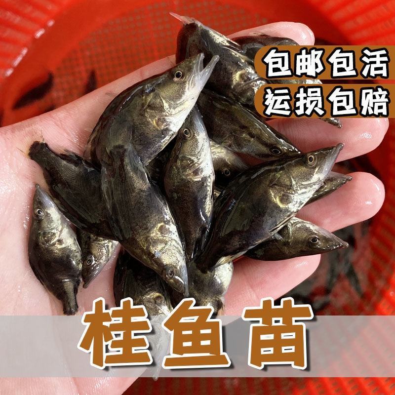 现货桂花鱼苗桂鱼苗淡水鱼苗鳜鱼苗路亚翘嘴鱼鳜鱼苗桂花斑