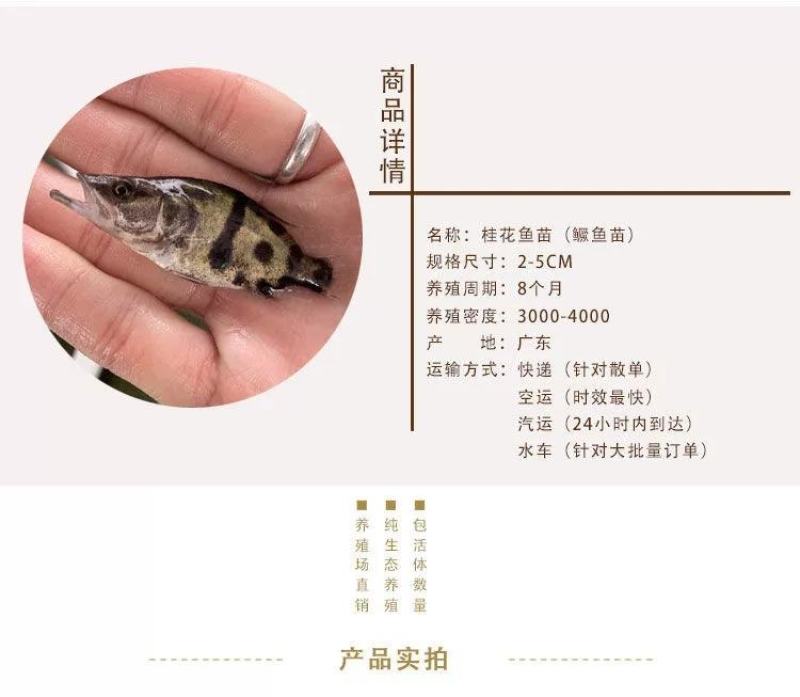 现货桂花鱼苗桂鱼苗淡水鱼苗鳜鱼苗路亚翘嘴鱼鳜鱼苗桂花斑