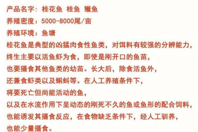 现货桂花鱼苗桂鱼苗淡水鱼苗鳜鱼苗路亚翘嘴鱼鳜鱼苗桂花斑