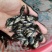 现货桂花鱼苗桂鱼苗淡水鱼苗鳜鱼苗路亚翘嘴鱼鳜鱼苗桂花斑