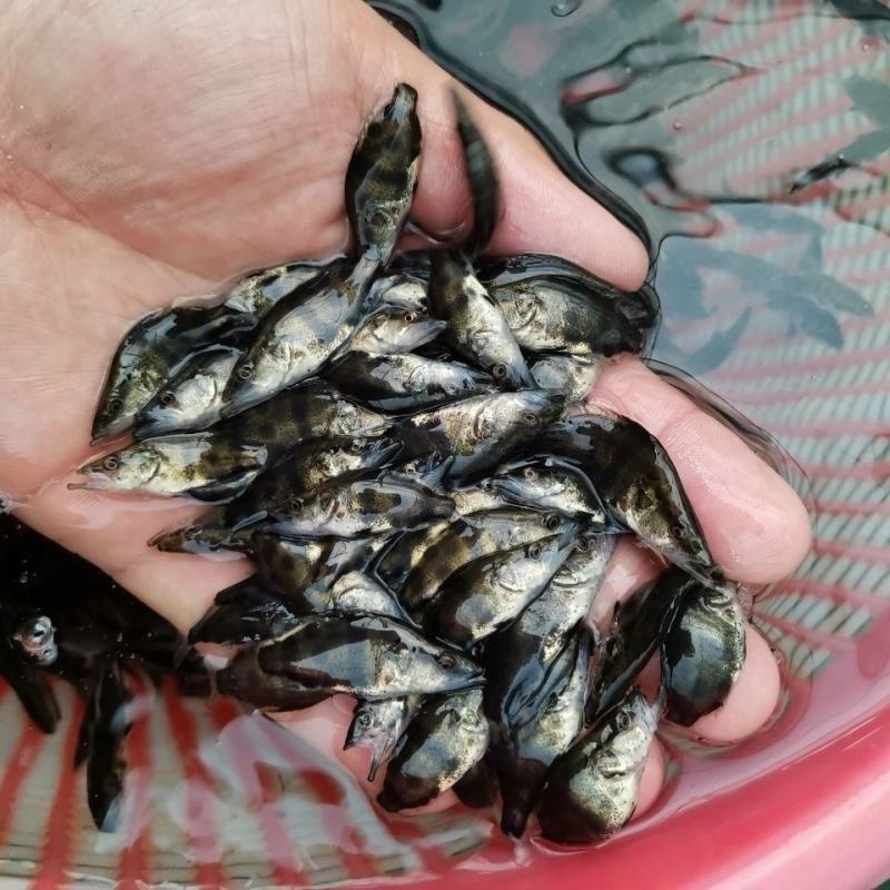 现货桂花鱼苗桂鱼苗淡水鱼苗鳜鱼苗路亚翘嘴鱼鳜鱼苗桂花斑
