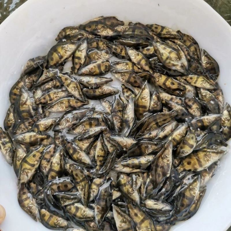 现货桂花鱼苗桂鱼苗淡水鱼苗鳜鱼苗路亚翘嘴鱼鳜鱼苗桂花斑