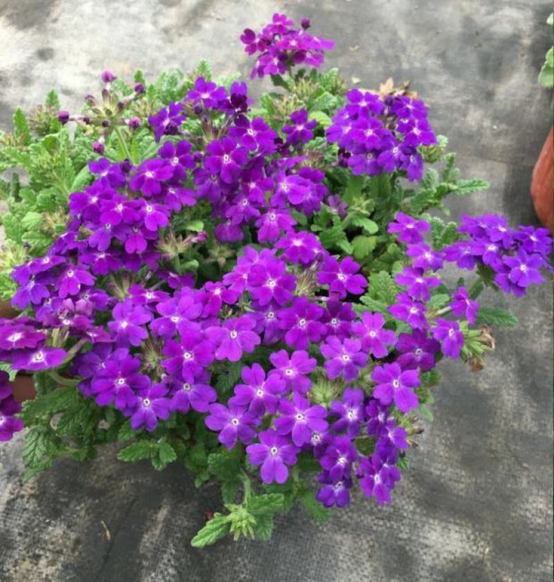 美女樱花苗带花包邮四季盆栽带花室外庭院草本四季花期超长