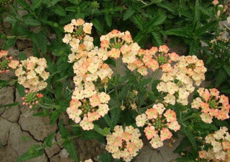 美女樱花苗带花包邮四季盆栽带花室外庭院草本四季花期超长