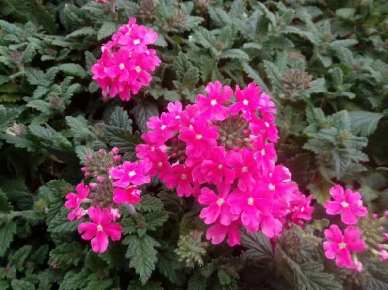 美女樱花苗带花包邮四季盆栽带花室外庭院草本四季花期超长