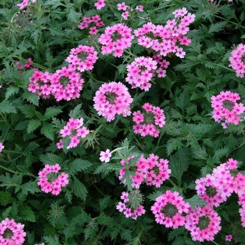 美女樱花苗带花包邮四季盆栽带花室外庭院草本四季花期超长
