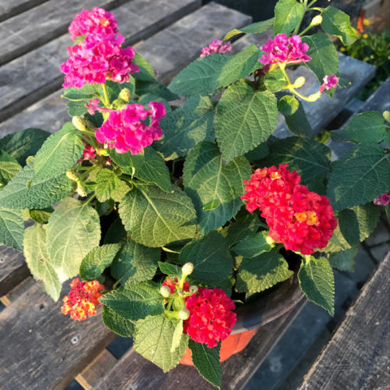 五色梅盆栽五彩花变色四季梅花马缨花庭院耐热寒耐晒花开不断