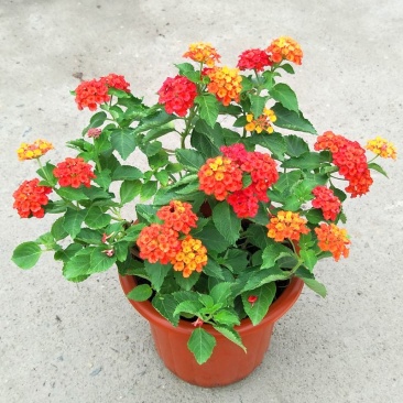 五色梅盆栽五彩花变色四季梅花马缨花庭院耐热寒耐晒花开不断