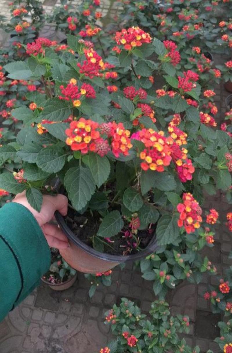 五色梅盆栽五彩花变色四季梅花马缨花庭院耐热寒耐晒花开不断