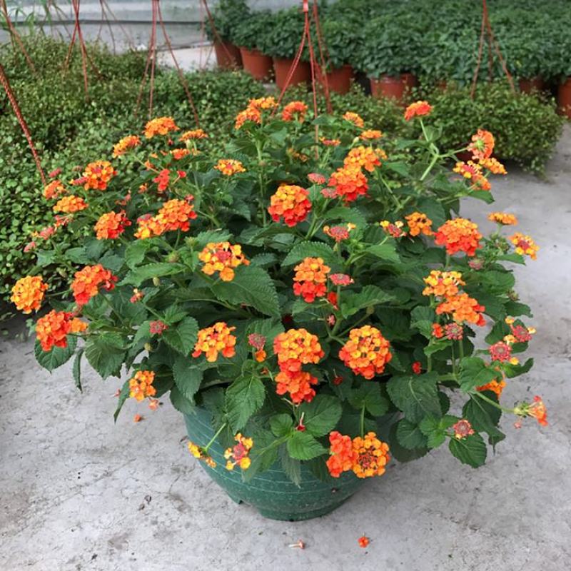 五色梅盆栽五彩花变色四季梅花马缨花庭院耐热寒耐晒花开不断