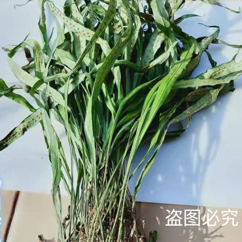 野生新鲜七星草凤尾金星七星剑旋鸡尾骨牌草七星凤尾龙眼