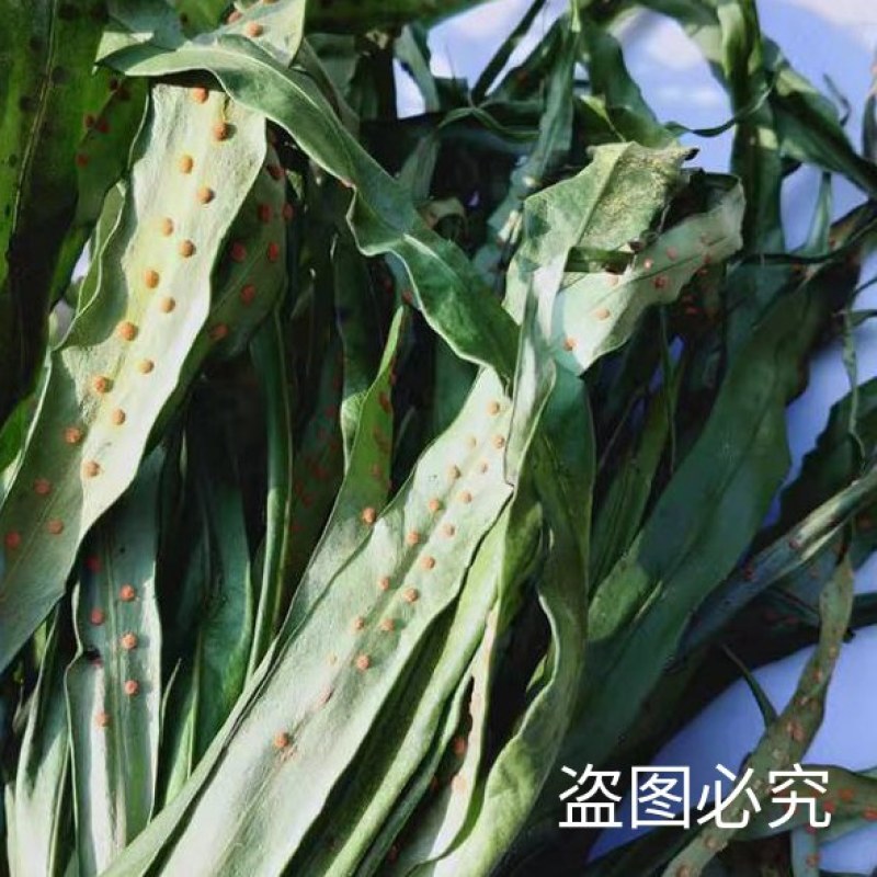 野生新鲜七星草凤尾金星七星剑旋鸡尾骨牌草七星凤尾龙眼
