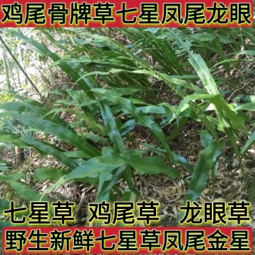 野生新鲜七星草凤尾金星七星剑旋鸡尾骨牌草七星凤尾龙眼