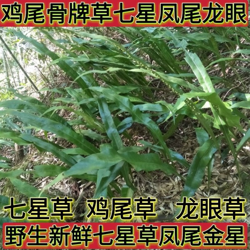 野生新鲜七星草凤尾金星七星剑旋鸡尾骨牌草七星凤尾龙眼