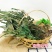 野生新鲜七星草凤尾金星七星剑旋鸡尾骨牌草七星凤尾龙眼