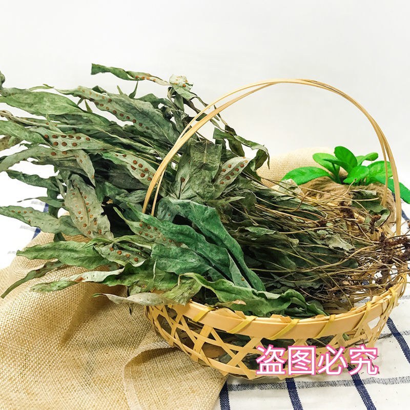 野生新鲜七星草凤尾金星七星剑旋鸡尾骨牌草七星凤尾龙眼