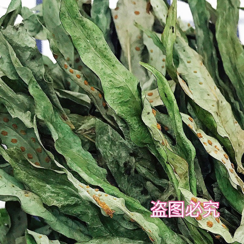 野生新鲜七星草凤尾金星七星剑旋鸡尾骨牌草七星凤尾龙眼