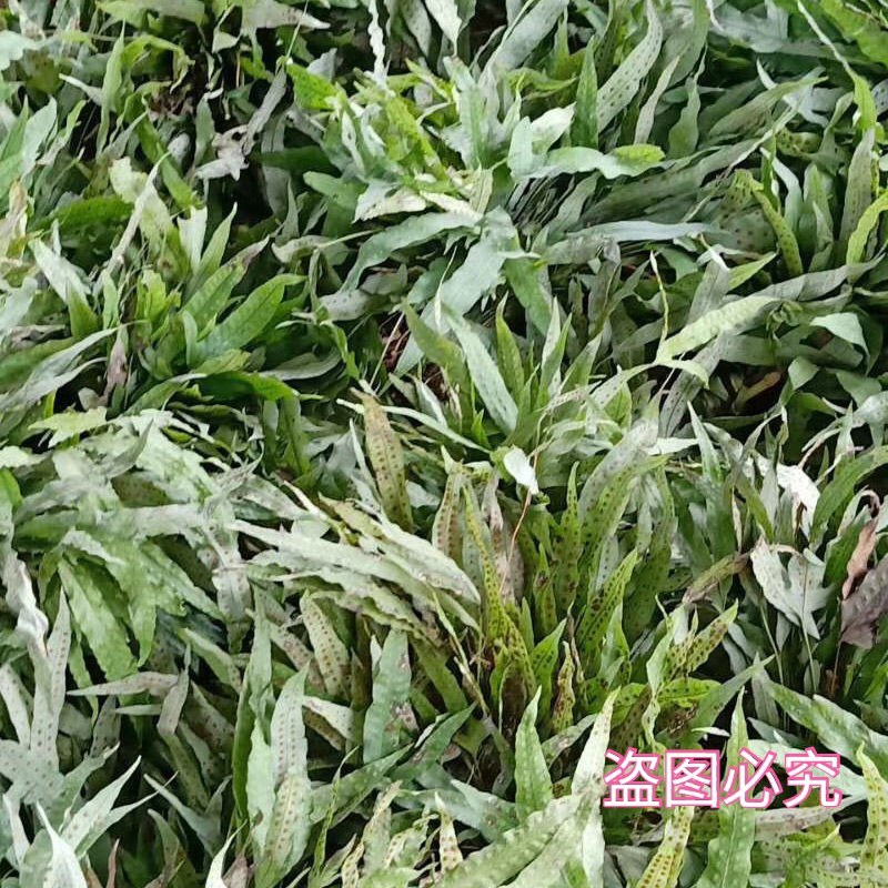 野生新鲜七星草凤尾金星七星剑旋鸡尾骨牌草七星凤尾龙眼