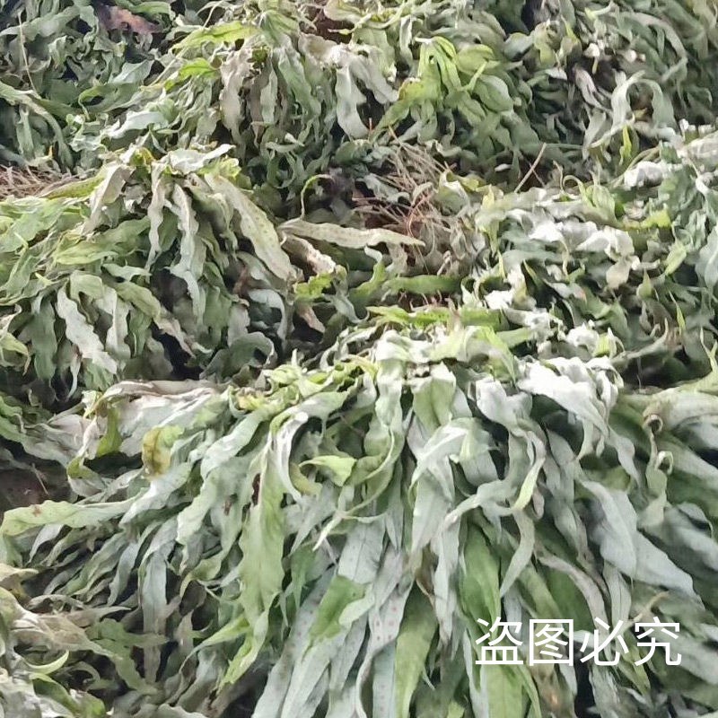 野生新鲜七星草凤尾金星七星剑旋鸡尾骨牌草七星凤尾龙眼
