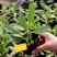 柳叶马鞭草盆栽多年生宿根花卉花镜中后景植物
