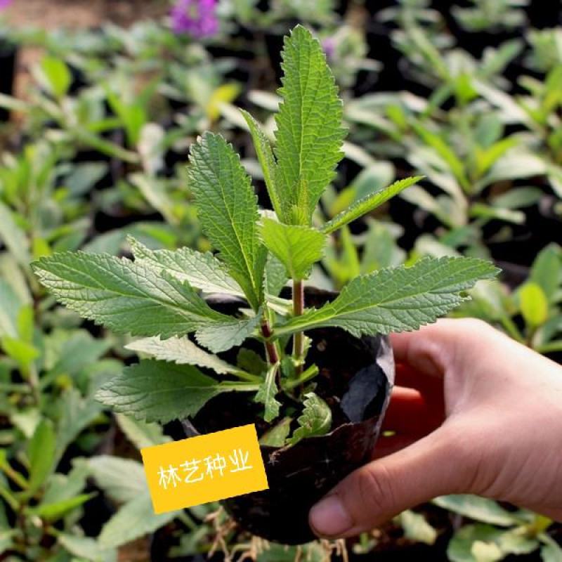 柳叶马鞭草盆栽多年生宿根花卉花镜中后景植物