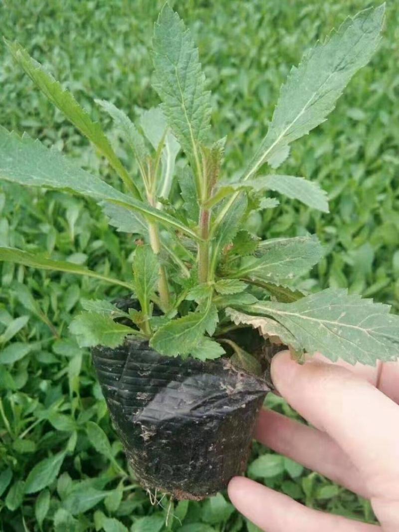 柳叶马鞭草盆栽多年生宿根花卉花镜中后景植物