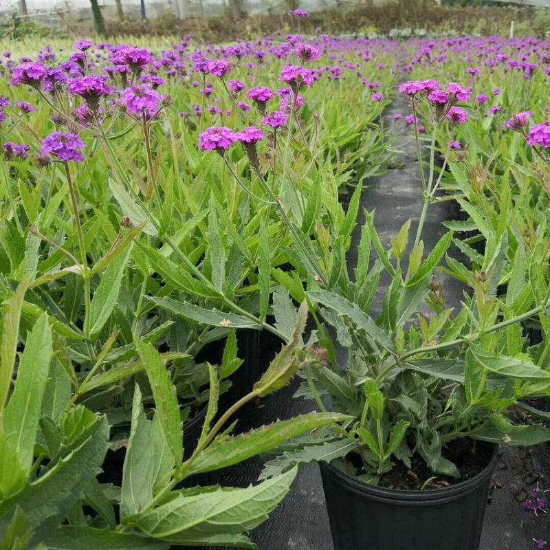 柳叶马鞭草盆栽多年生宿根花卉花镜中后景植物
