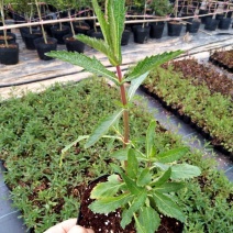 柳叶马鞭草盆栽多年生宿根花卉花镜中后景植物