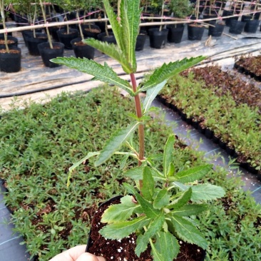 柳叶马鞭草盆栽多年生宿根花卉花镜中后景植物