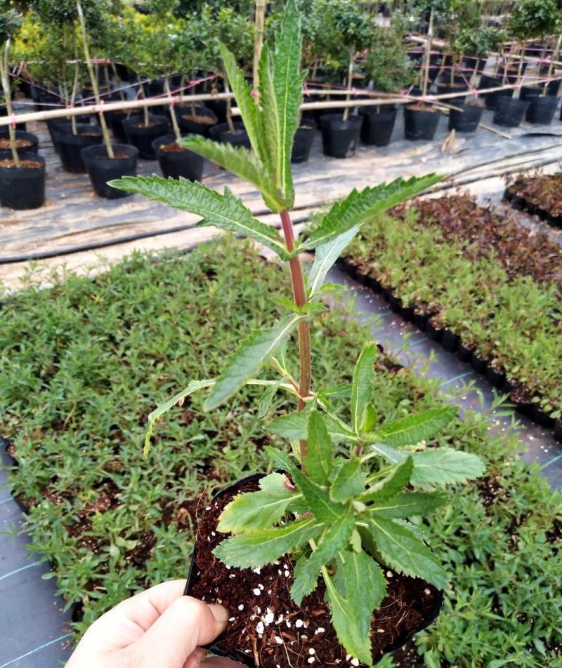 柳叶马鞭草盆栽多年生宿根花卉花镜中后景植物
