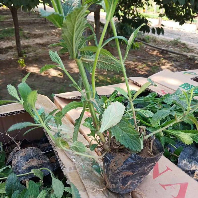 柳叶马鞭草盆栽多年生宿根花卉花镜中后景植物