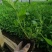 柳叶马鞭草盆栽多年生宿根花卉花镜中后景植物