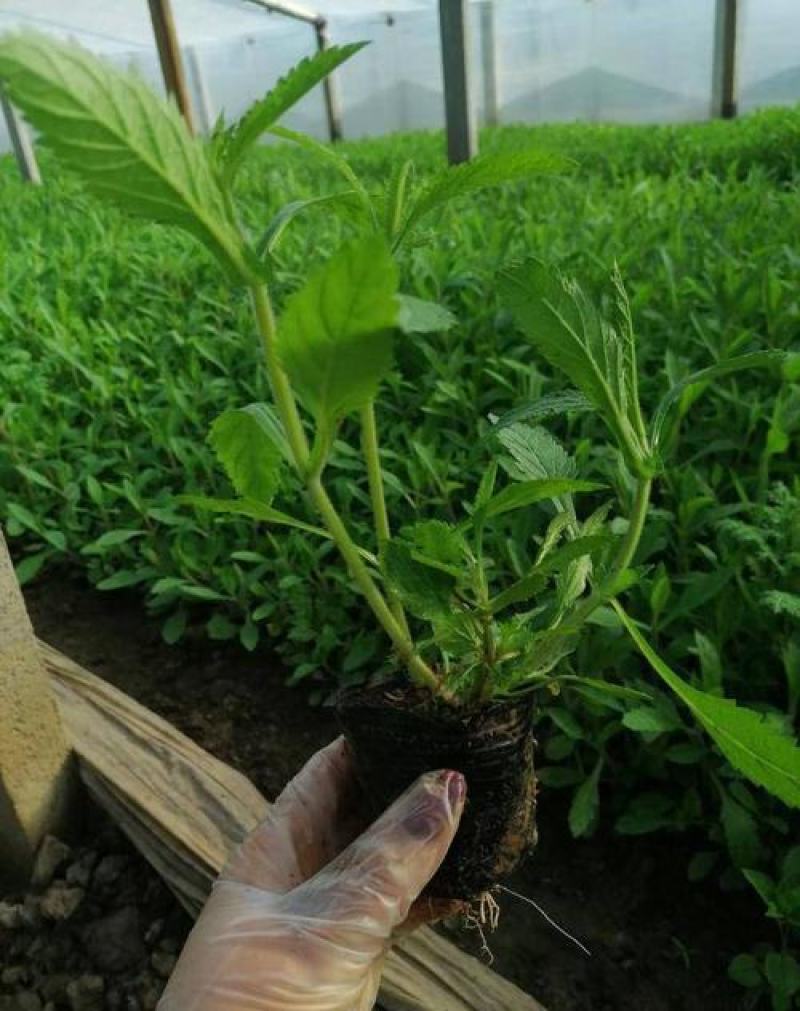 柳叶马鞭草盆栽多年生宿根花卉花镜中后景植物