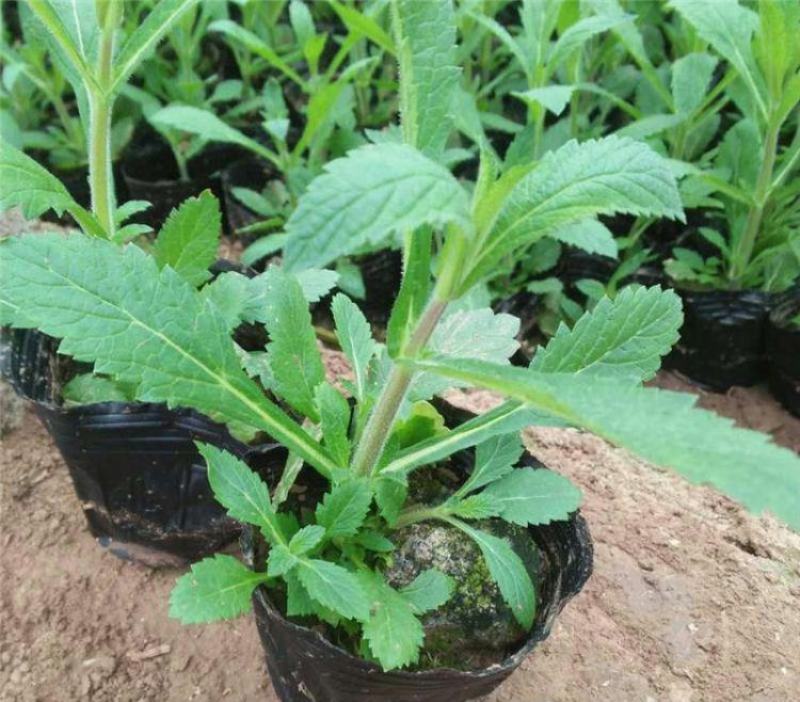柳叶马鞭草盆栽多年生宿根花卉花镜中后景植物