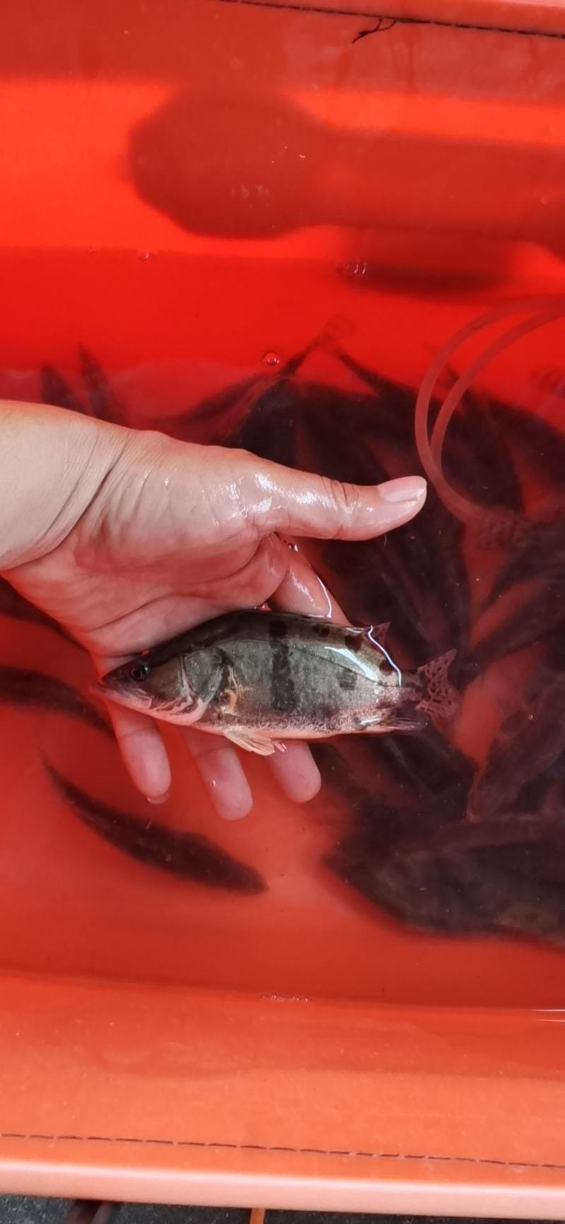 大规格桂花鱼